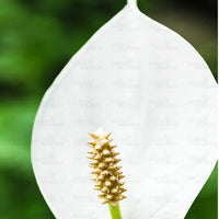 Peace Lily, Spathiphyllum (Golden) – Plant