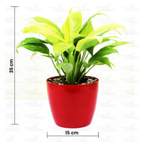 Peace Lily, Spathiphyllum (Golden) – Plant