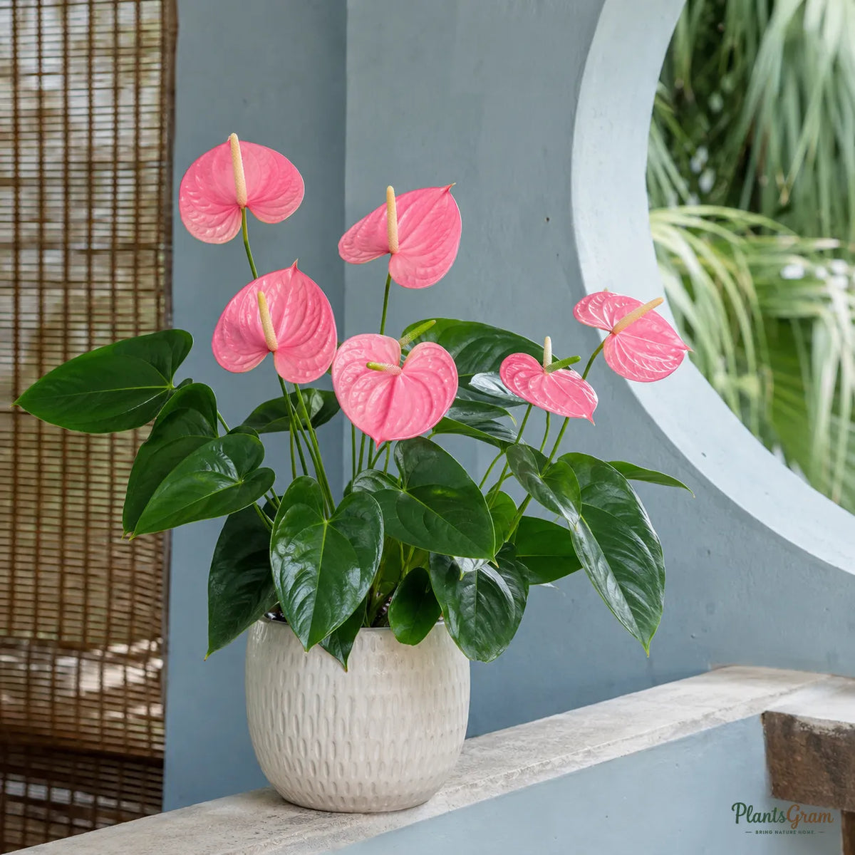 Anthurium (Pink) - Anthurium andreanum