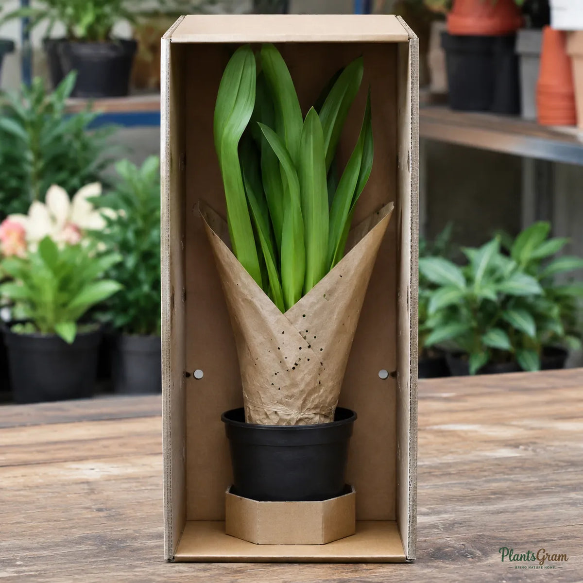 Amaryllis Lily (White) - Hippeastrum sp.