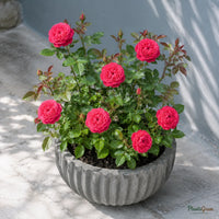 Button Rose (Dwarf Pink) - Rosa hybrid