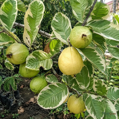 Guava Variegata (Grafted) - Fruit Plants & Trees