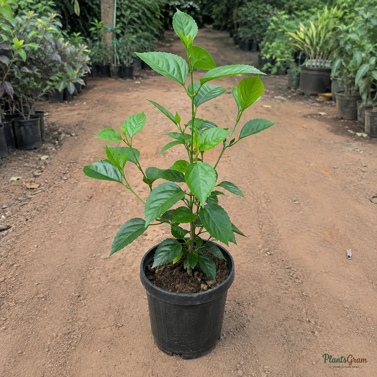 Hibiscus (Yellow Hybrid) - Hibiscus rosa-sinensis