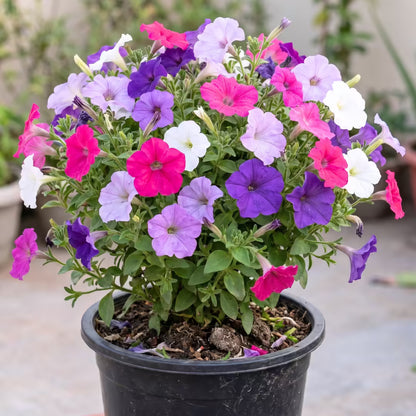 Petunia Grandiflora Mixed Flower Seeds