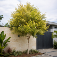 Golden Bottlebrush (Melaleuca bracteata) - Avenue Tree