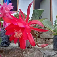 Brahma Kamal | Epiphyllum oxypetalum – Plants (Multicolor)