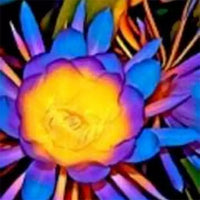 Brahma Kamal | Epiphyllum oxypetalum – Plants (Multicolor)