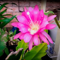 Brahma Kamal | Epiphyllum oxypetalum – Plants (Multicolor)