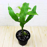 Brahma Kamal | Epiphyllum oxypetalum – Plants (Multicolor)