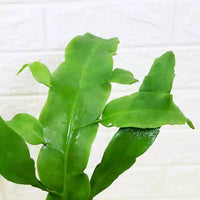 Brahma Kamal | Epiphyllum oxypetalum – Plants (Multicolor)