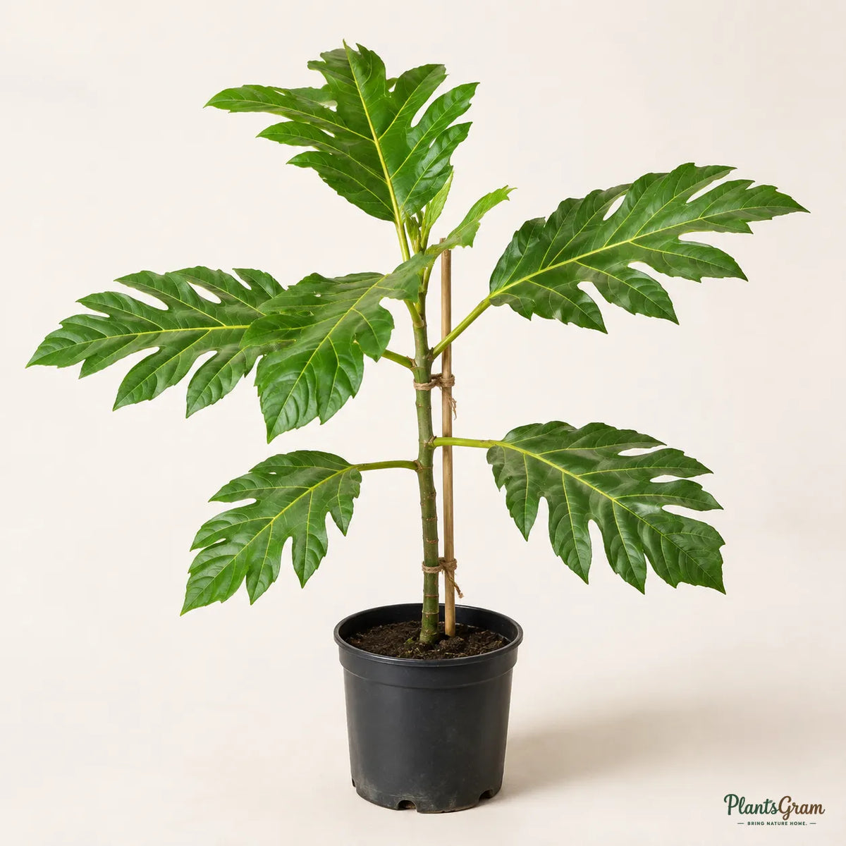 Breadfruit (Artocarpus Altilis) - Fruit Plant
