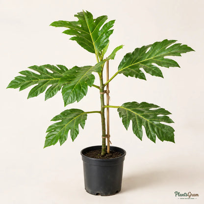 Breadfruit (Artocarpus Altilis) - Fruit Plant