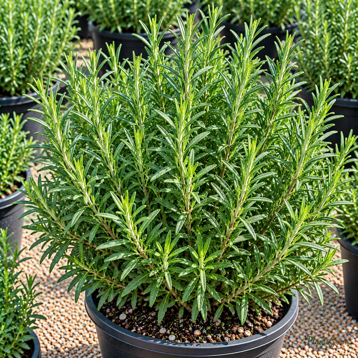 Rosemary Seeds for Home Herb Gardens – 30–40 Seeds
