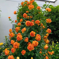 Creeping, Climbing Rose plant (orange)
