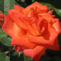 Creeping, Climbing Rose plant (orange)