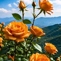 Creeping, Climbing Rose plant (orange)