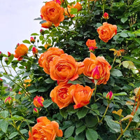 Creeping, Climbing Rose plant (orange)