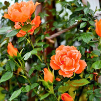 Creeping, Climbing Rose plant (orange)