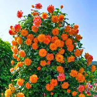 Creeping, Climbing Rose plant (orange)