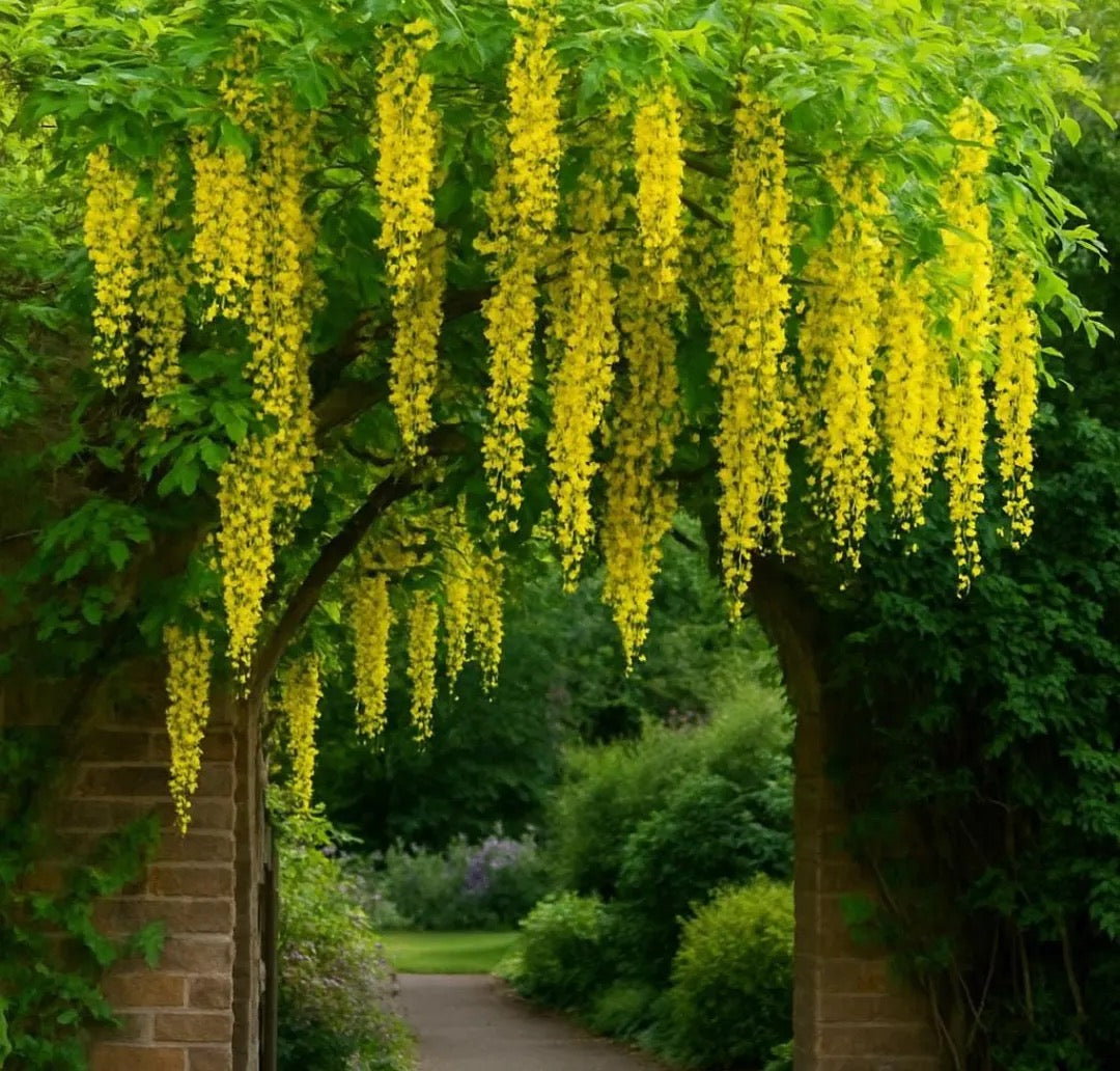 Golden Chain Tree, Laburnum Anagyroides – plant