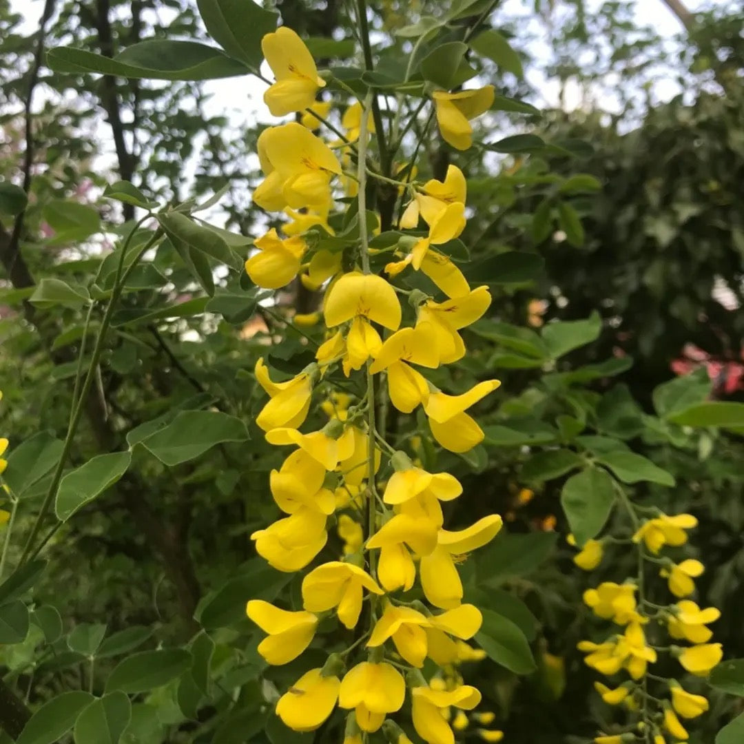 Golden Chain Tree, Laburnum Anagyroides – plant