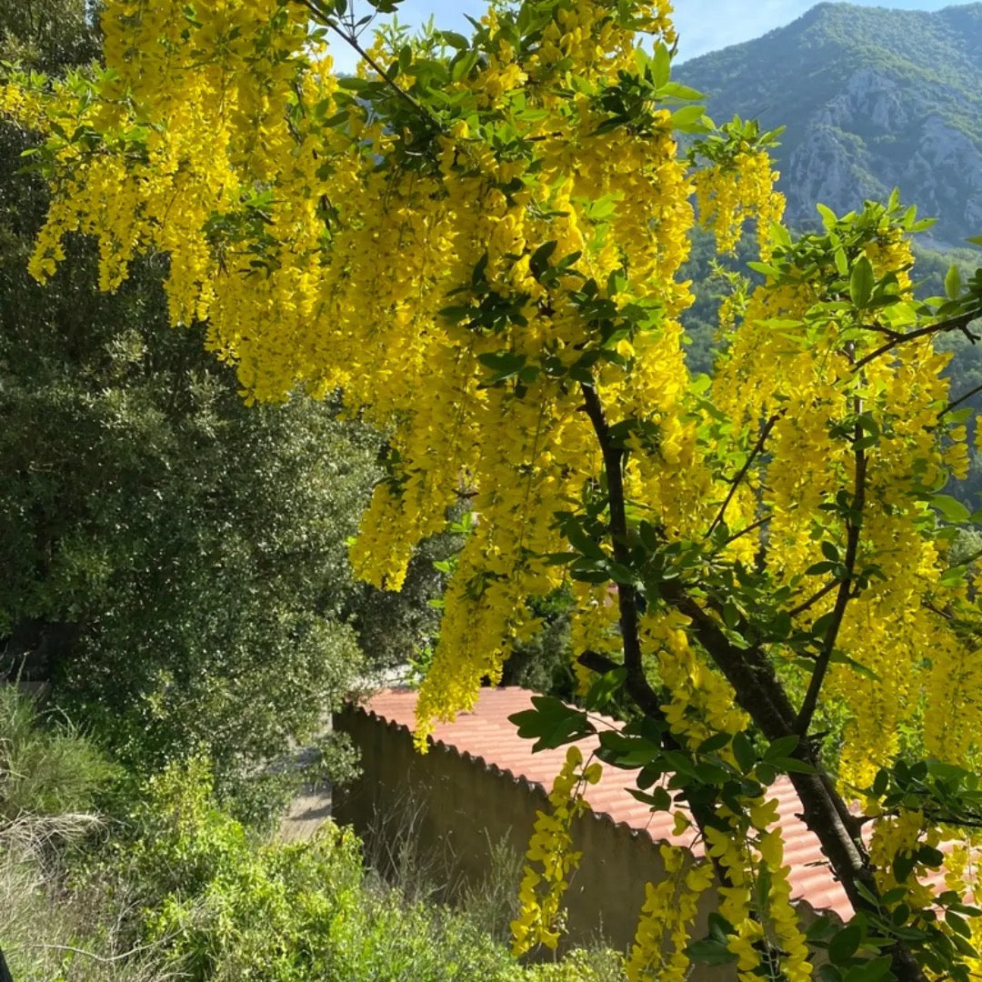 Golden Chain Tree, Laburnum Anagyroides – plant
