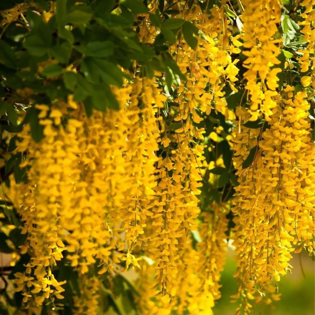 Golden Chain Tree, Laburnum Anagyroides – plant