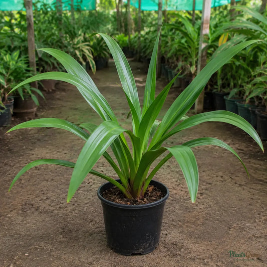 Giant Spider Lily (also called Giant Blood Lily) - Crinum sp.