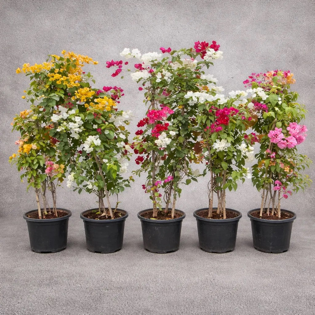 Bougainvillea Three color in one pot – XL Plant