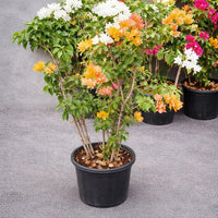 Bougainvillea Three color in one pot – XL Plant