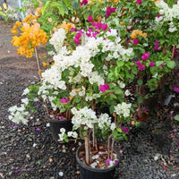 Bougainvillea Three color in one pot – XL Plant