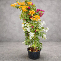 Bougainvillea Three color in one pot – XL Plant
