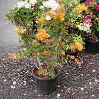 Bougainvillea Three color in one pot – XL Plant