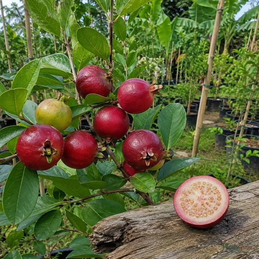 Strawberry Guava (Psidium cattleyanum)