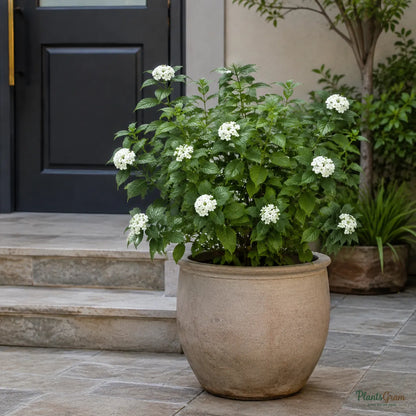 Lantana (White) - Lantana camara