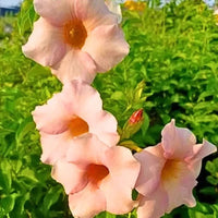 Allamanda Biscuit Color Allamanda cathartica - Plant