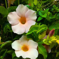 Allamanda Biscuit Color Allamanda cathartica - Plant