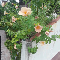 Allamanda Biscuit Color Allamanda cathartica - Plant