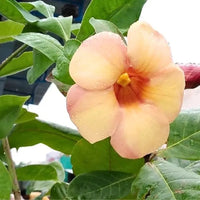 Allamanda Biscuit Color Allamanda cathartica - Plant
