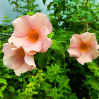 Allamanda Biscuit Color Allamanda cathartica - Plant