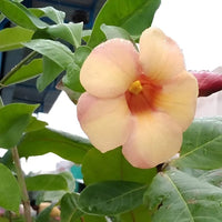 Allamanda Biscuit Color Allamanda cathartica - Plant
