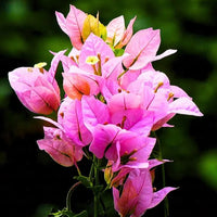 Bougainvillea Round Shape Lavender – Plant
