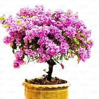 Bougainvillea Round Shape Lavender – Plant