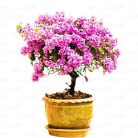 Bougainvillea Round Shape Lavender – Plant
