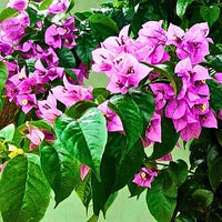 Bougainvillea Round Shape Lavender – Plant