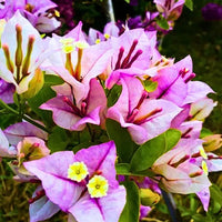 Bougainvillea Round Shape Lavender – Plant