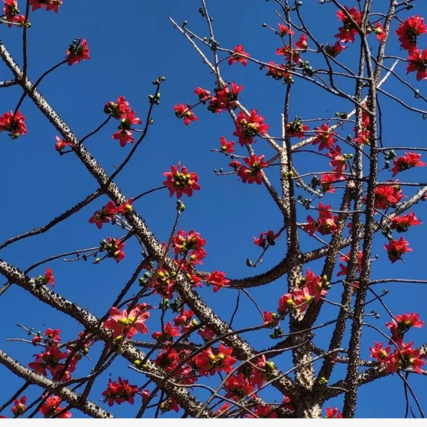 Shalmali thorn, semal thorn Bombax ceiba – plant