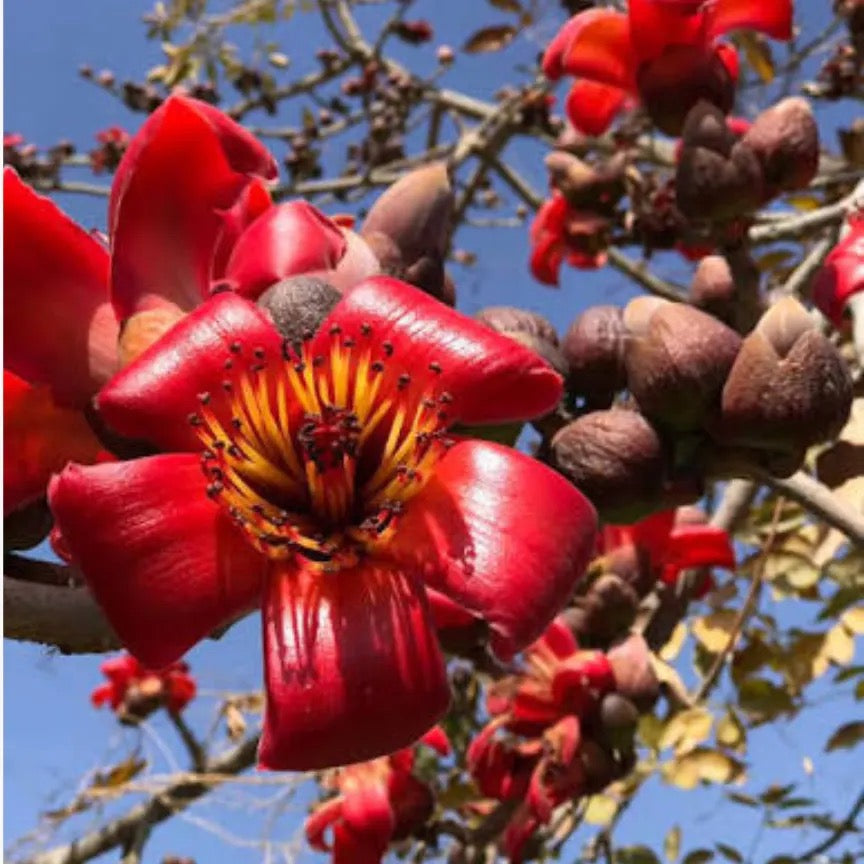 Shalmali thorn, semal thorn Bombax ceiba – plant