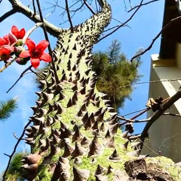 Shalmali thorn, semal thorn Bombax ceiba – plant
