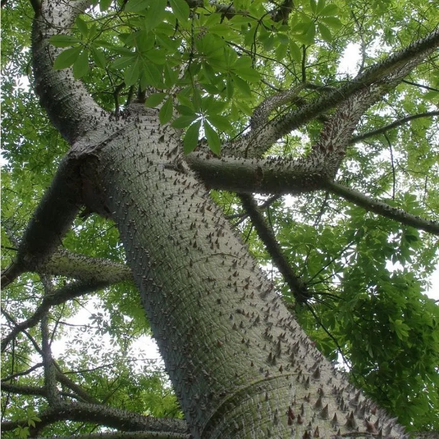 Shalmali thorn, semal thorn Bombax ceiba – plant